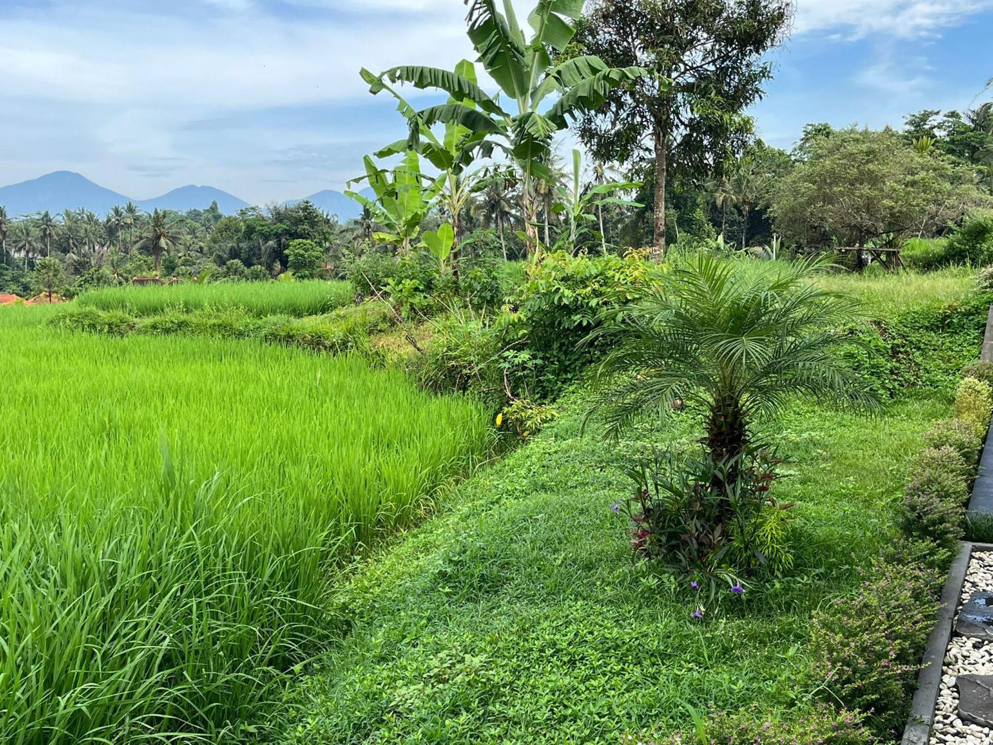 Maple Ridge Ubud Villas Buitenkant foto
